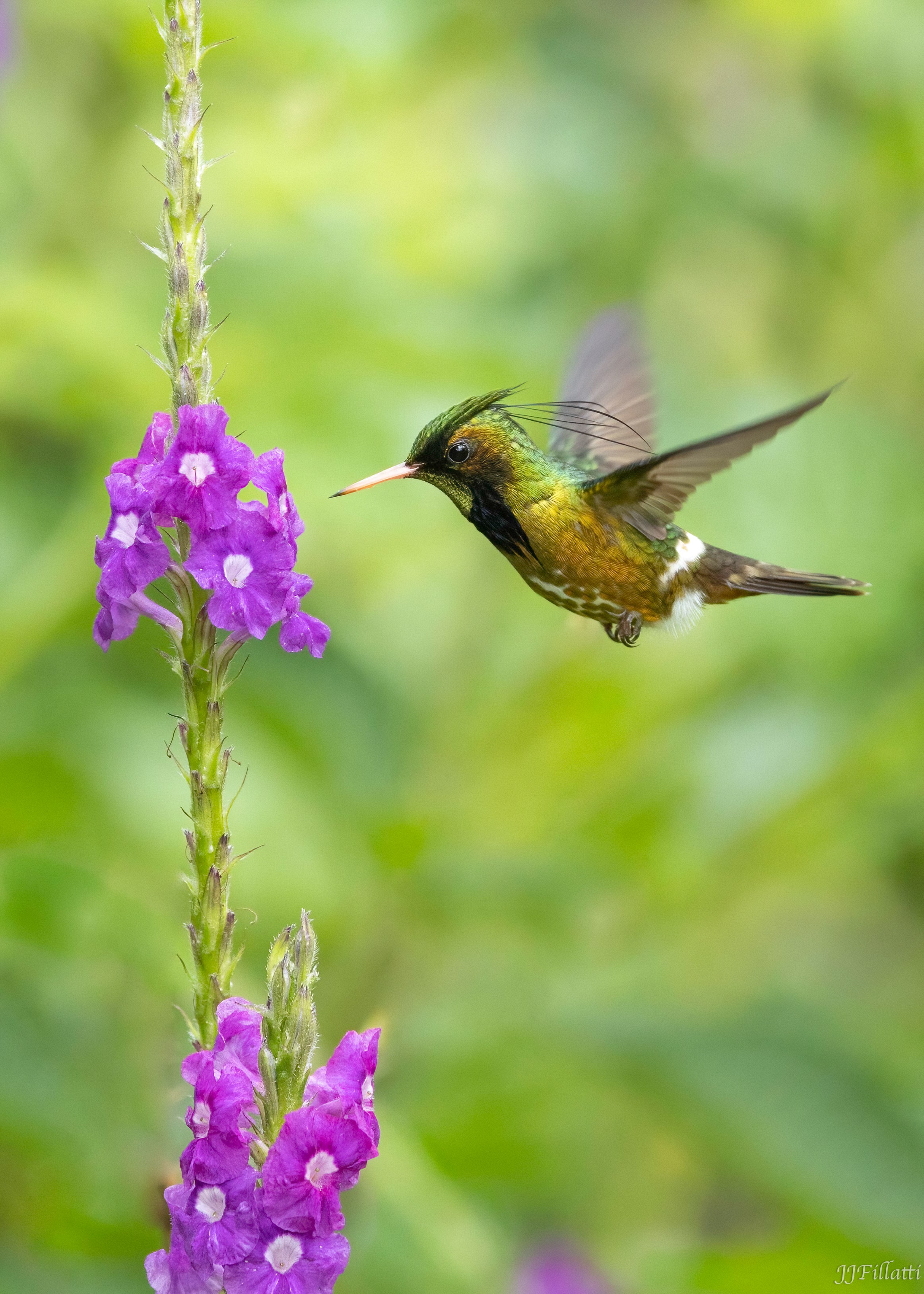 bird of Costa Rica image 21